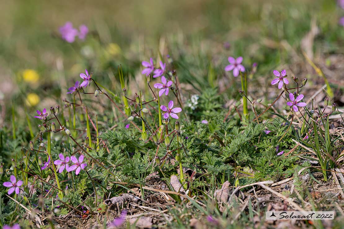 Erodium cicutarium - Cicutaria