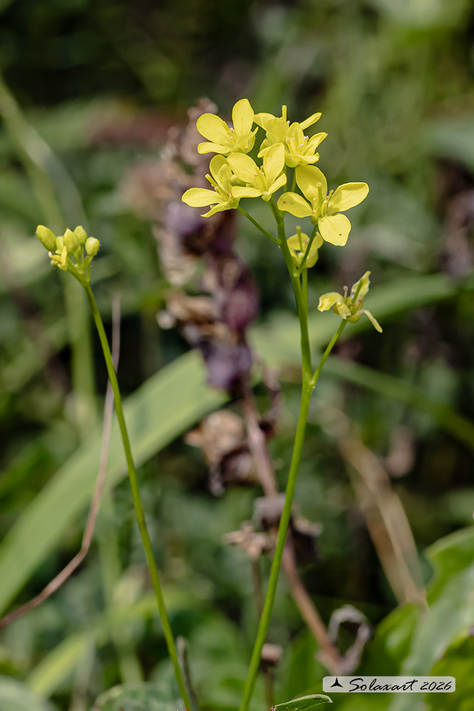Erucastrum nasturtiifolium