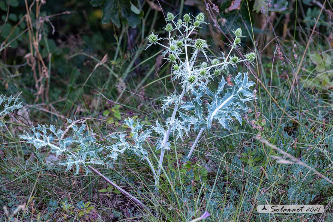 Eryngium campestre; Calcatreppola campestre; Bocca di ciuco