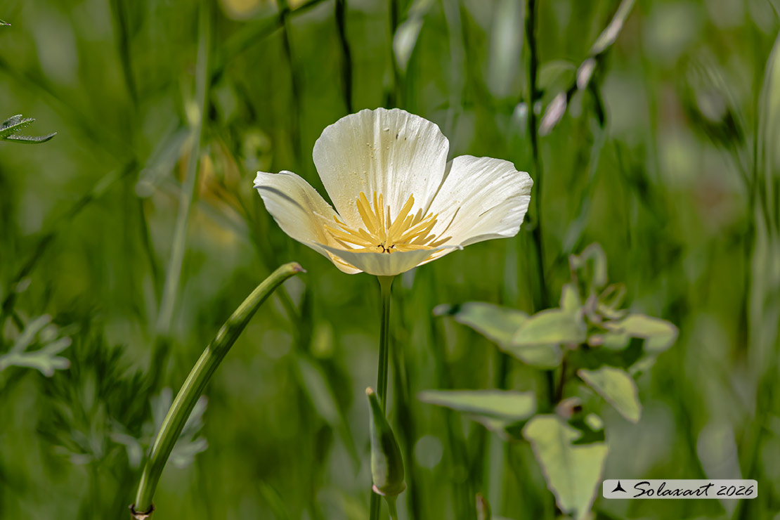 Eschscholzia californica