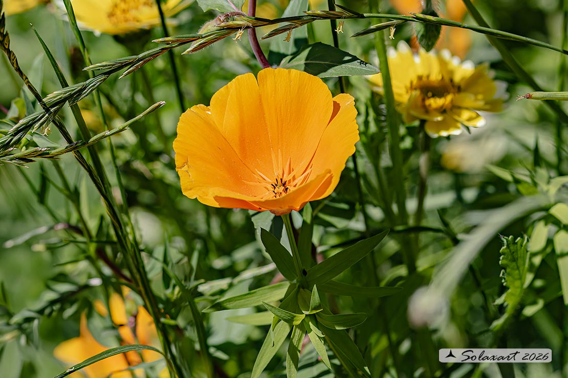 Eschscholzia californica
