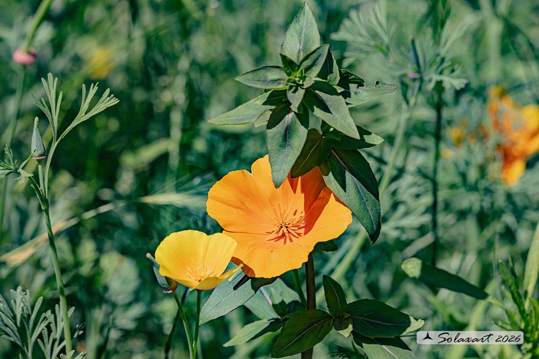 Eschscholzia californica