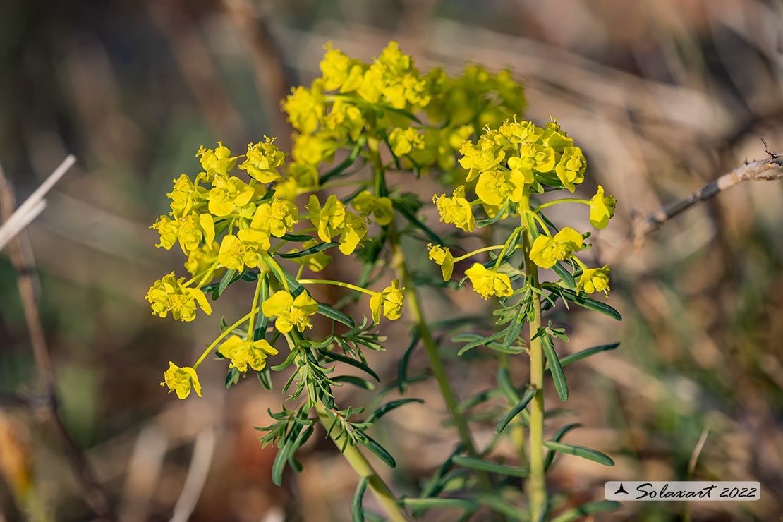 Euphorbia cyparissias