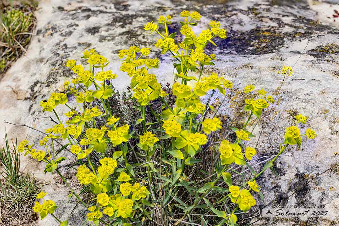 Euphorbia nicaeensis