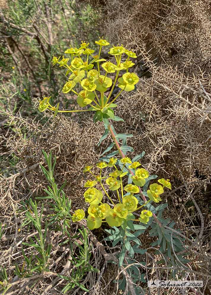 Euphorbia nicaeensis