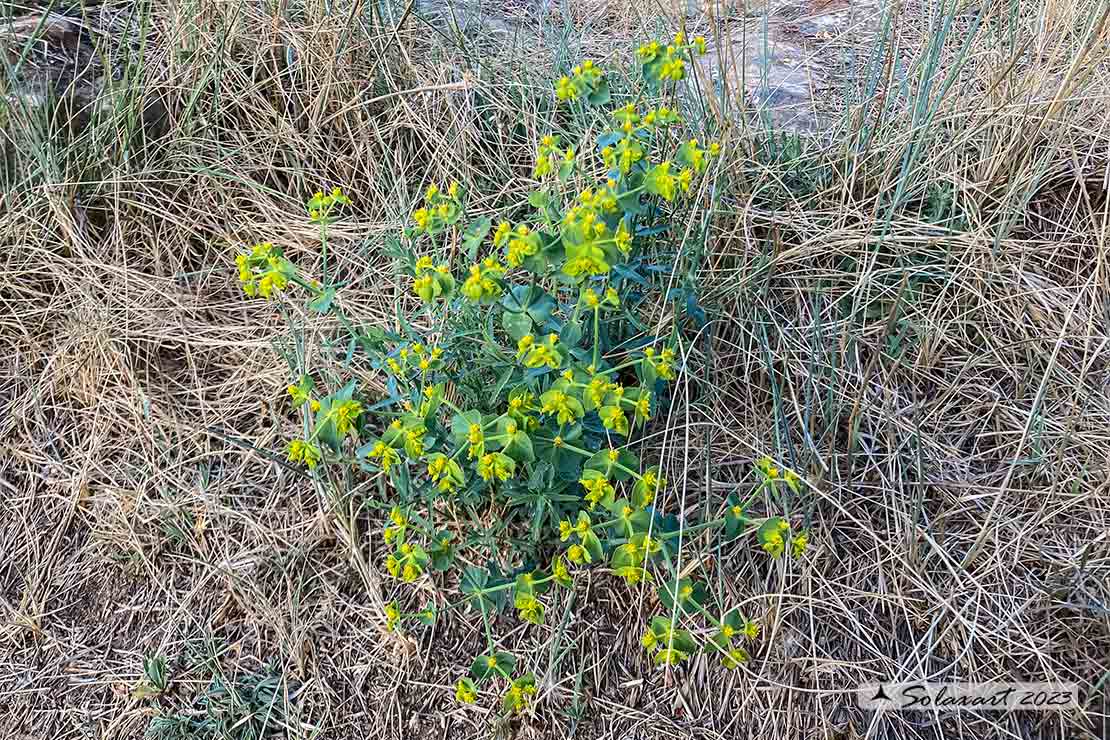 Euphorbia serrata