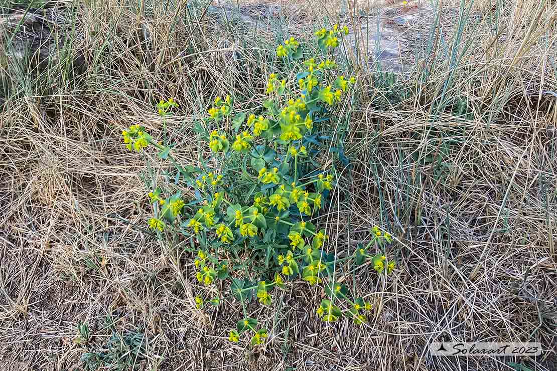 Euphorbia serrata