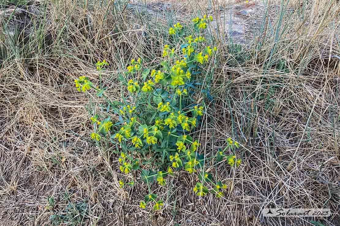 Euphorbia serrata