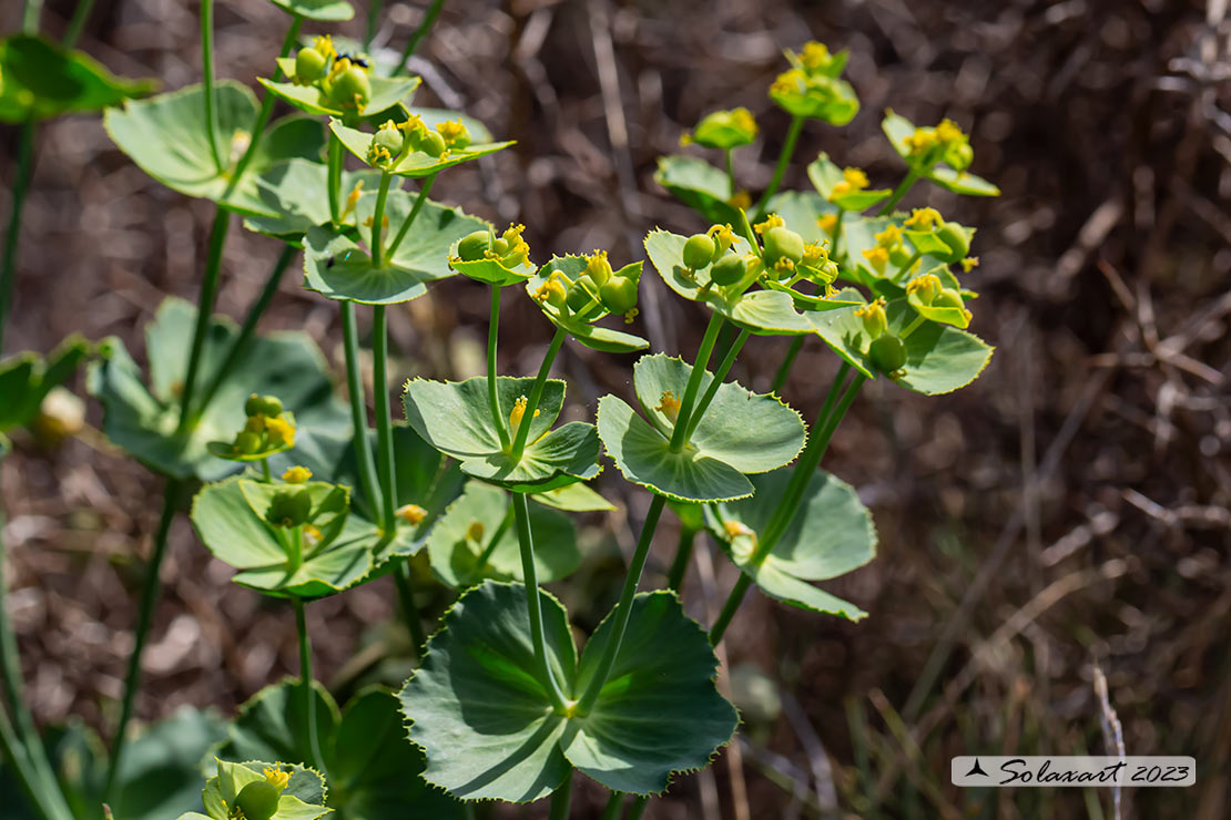 Euphorbia serrata