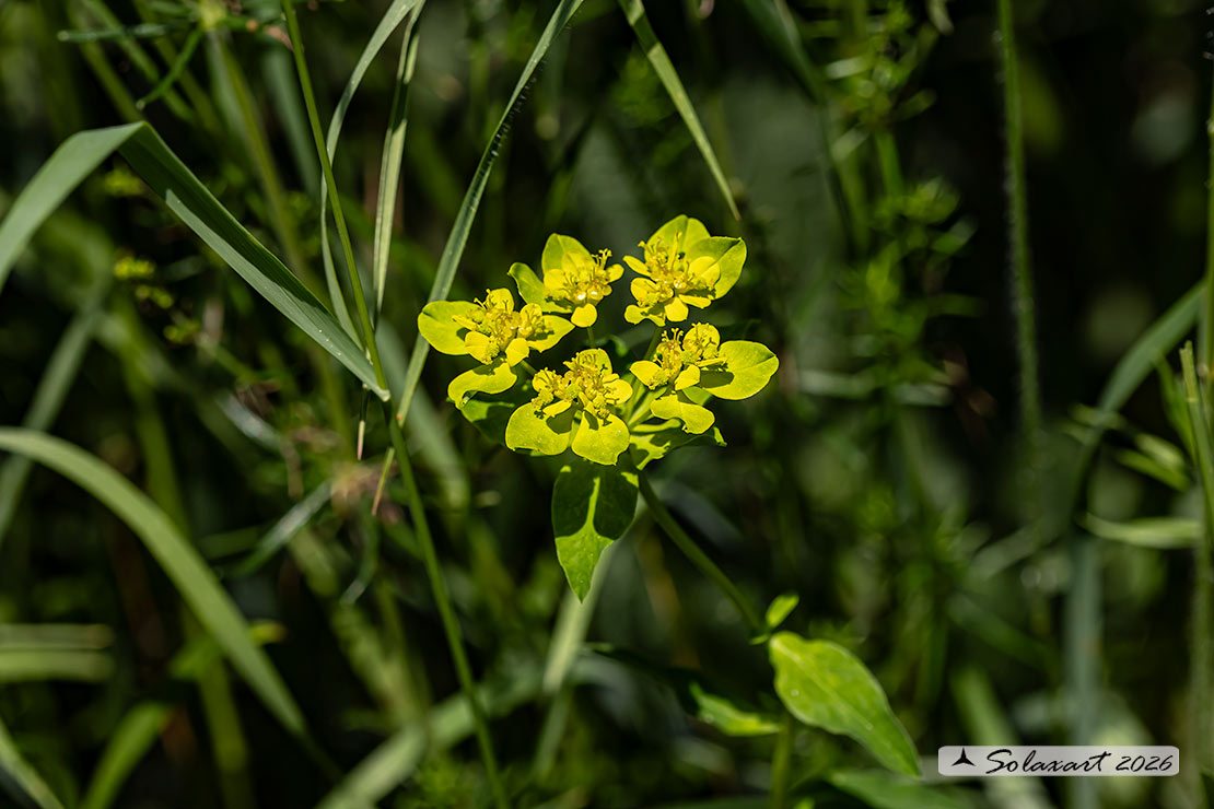 Euphorbia verrucosa