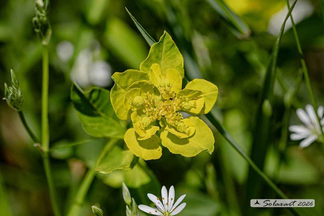 Euphorbia verrucosa