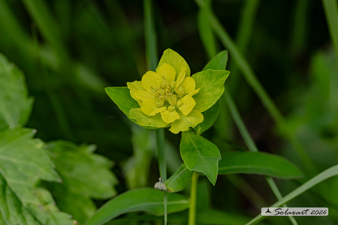 Euphorbia verrucosa