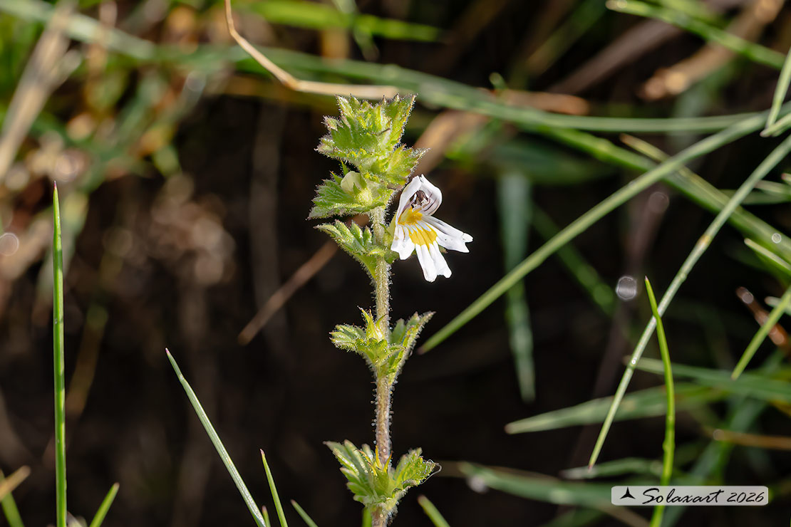 Euphrasia officinalis
