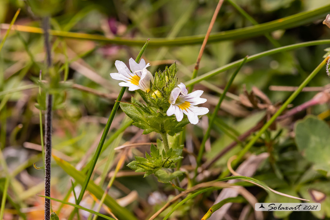 Euphrasia rostkoviana