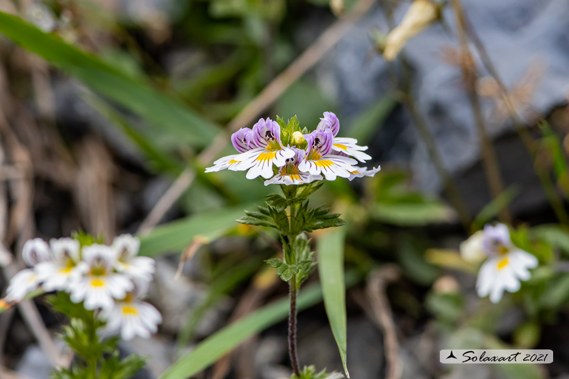 Euphrasia rostkoviana