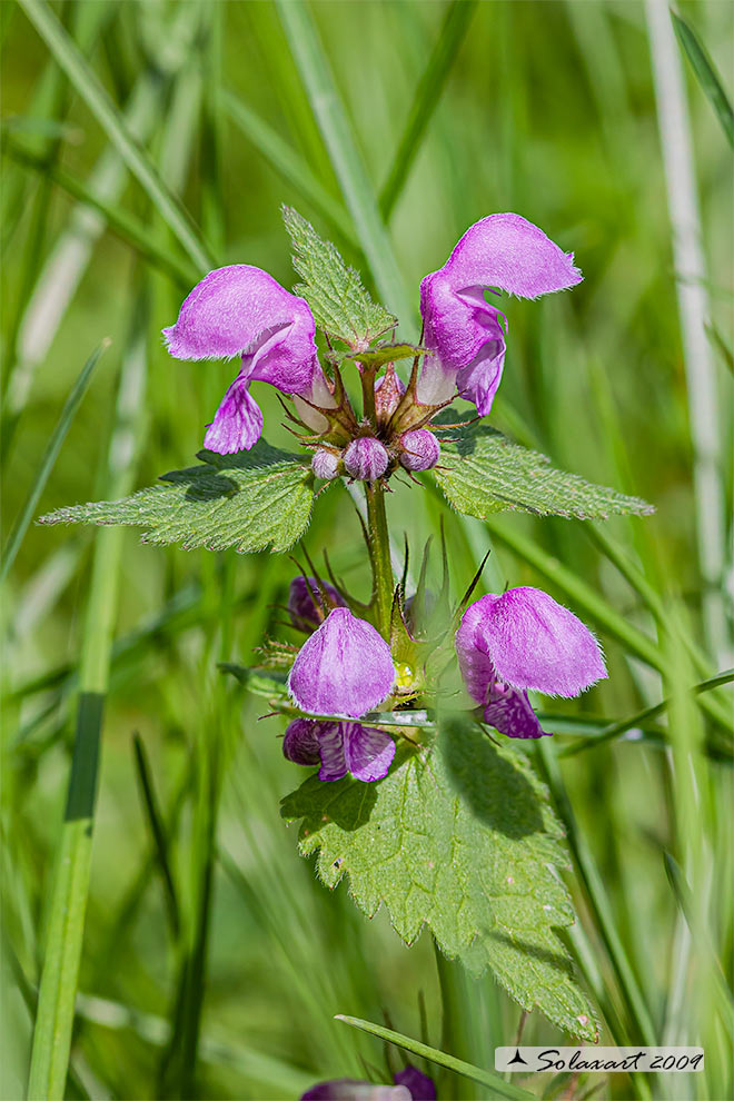 Lamium purpureum