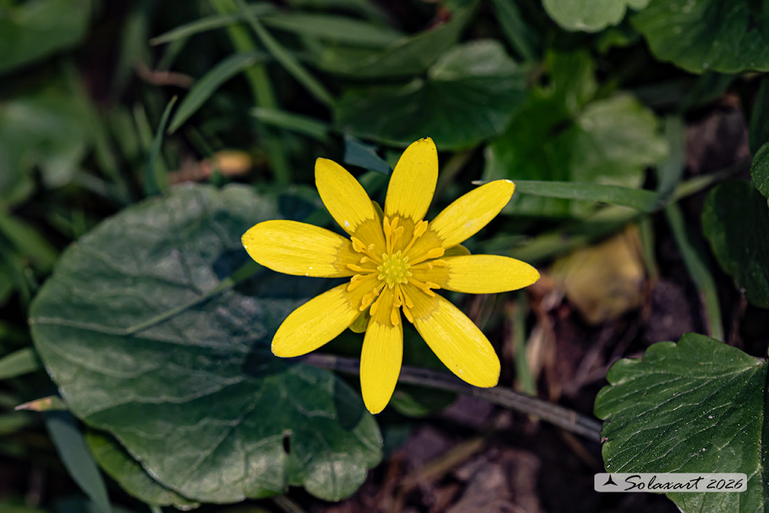 Ficaria verna