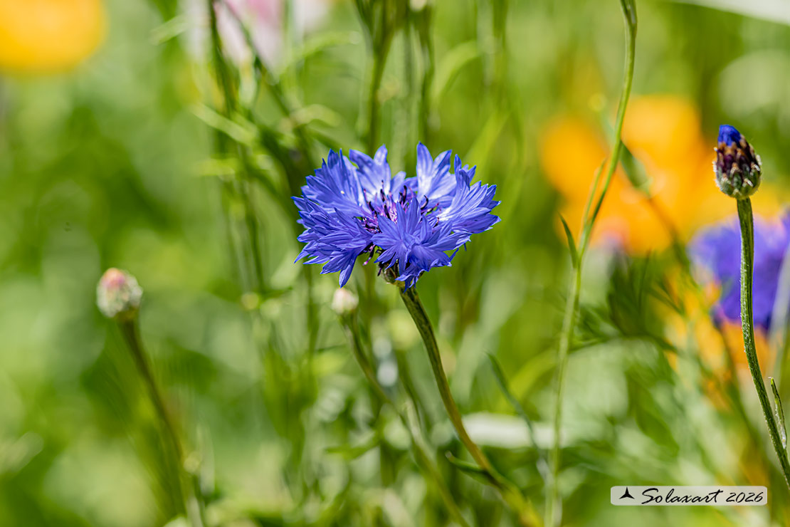 Fiordaliso - Centaurea cyanus - famiglia : Asteraceae