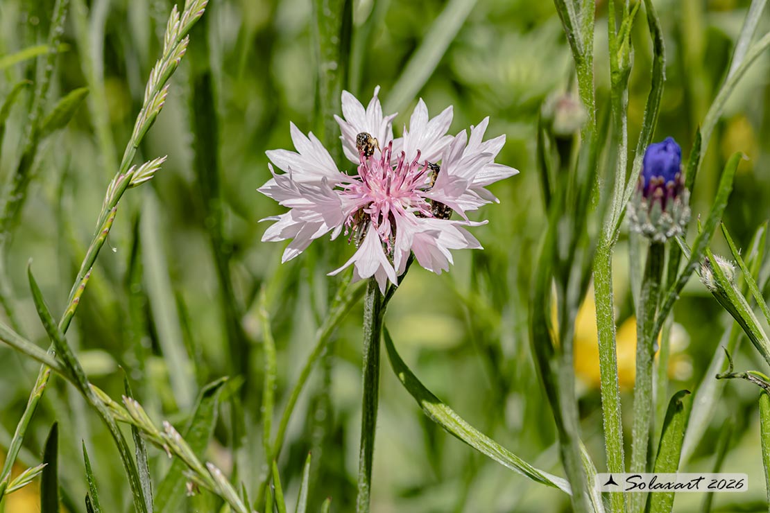 Fiordaliso - Centaurea cyanus - famiglia : Asteraceae