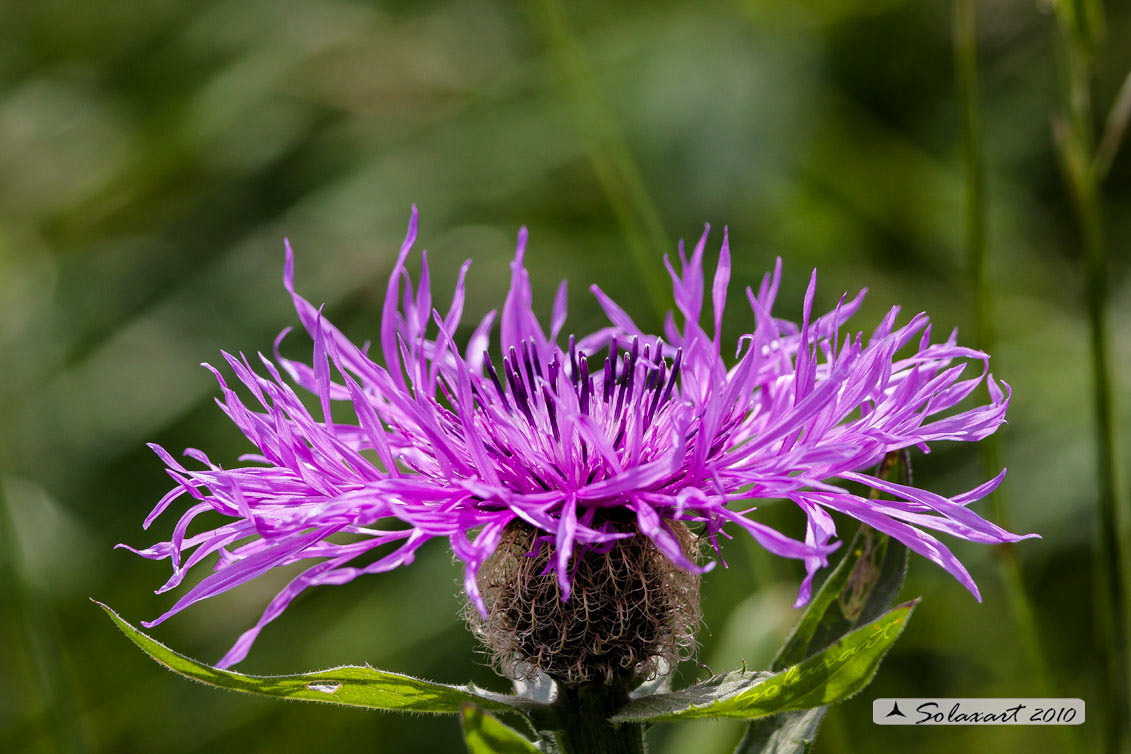 Fiordaliso alpino - Centaurea nervosa