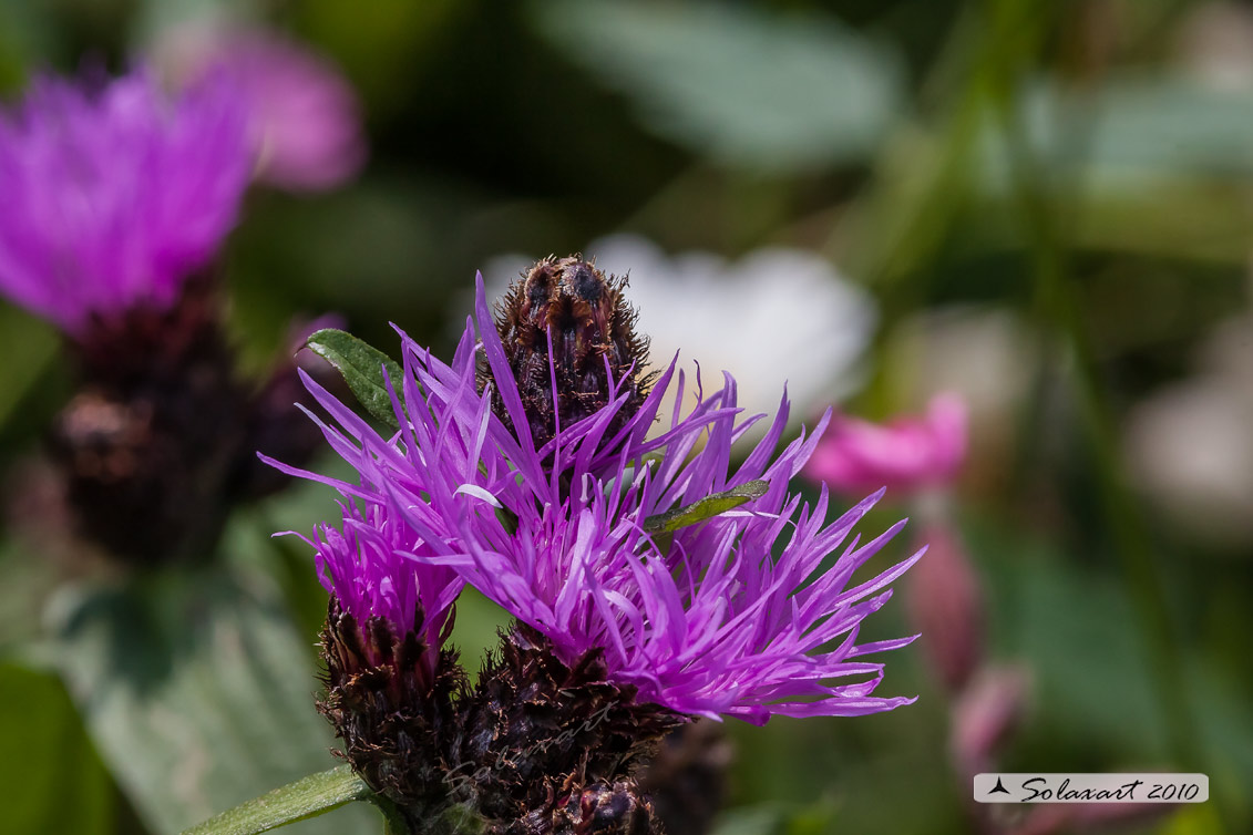 Fiordaliso alpino - Centaurea nervosa - famiglia : Asteraceae