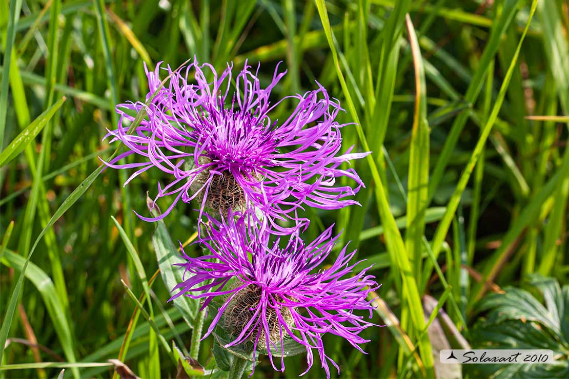 Fiordaliso alpino - Centaurea nervosa