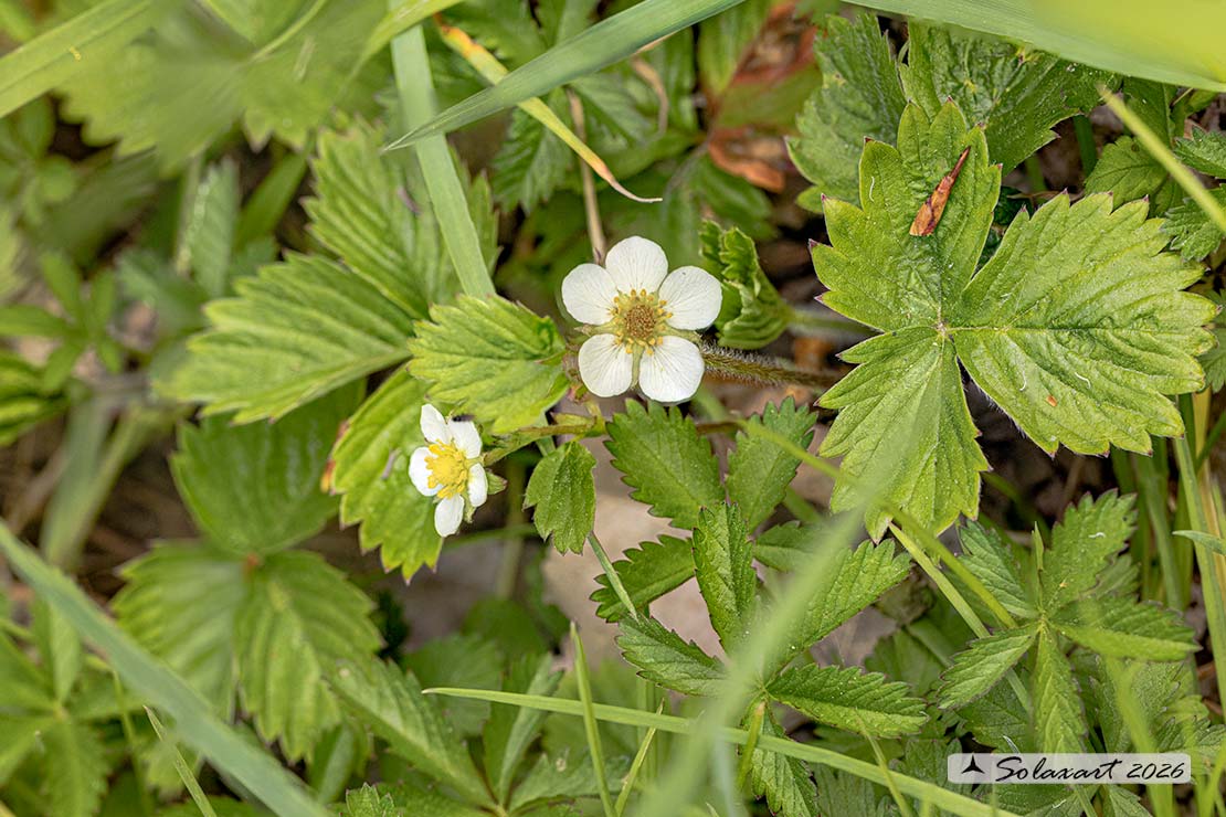 Fragaria vesca - Fragolina di bosco