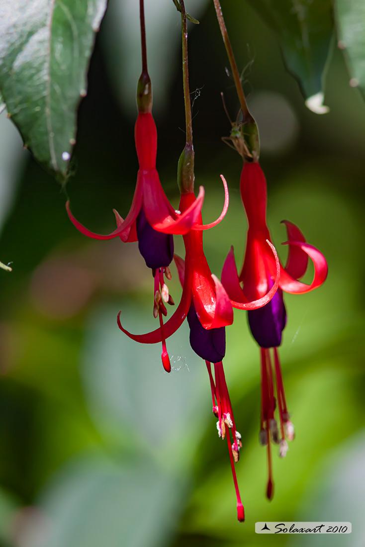 Fuchsia magellanica