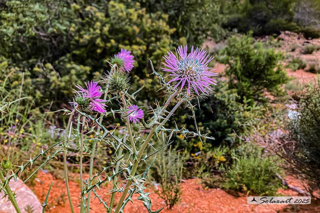 Galactites tomentosus - Scarlina