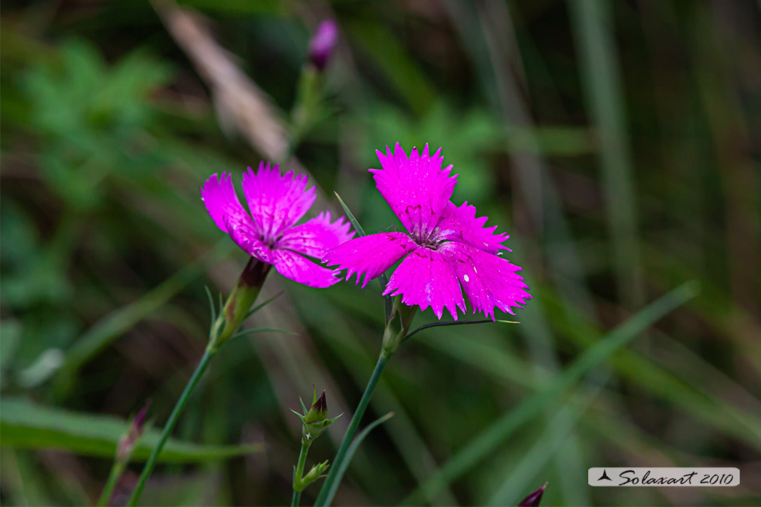 Dianthus sylvestris - Garofano selvatico