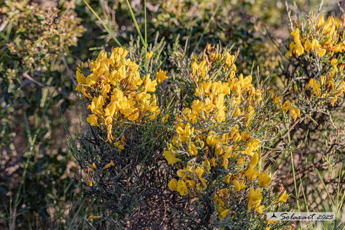 Genista scorpius - Ginestra scorpione