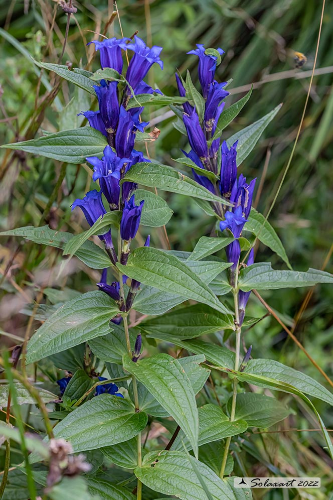 Gentiana asclepiadea - Genziana di Esculapio