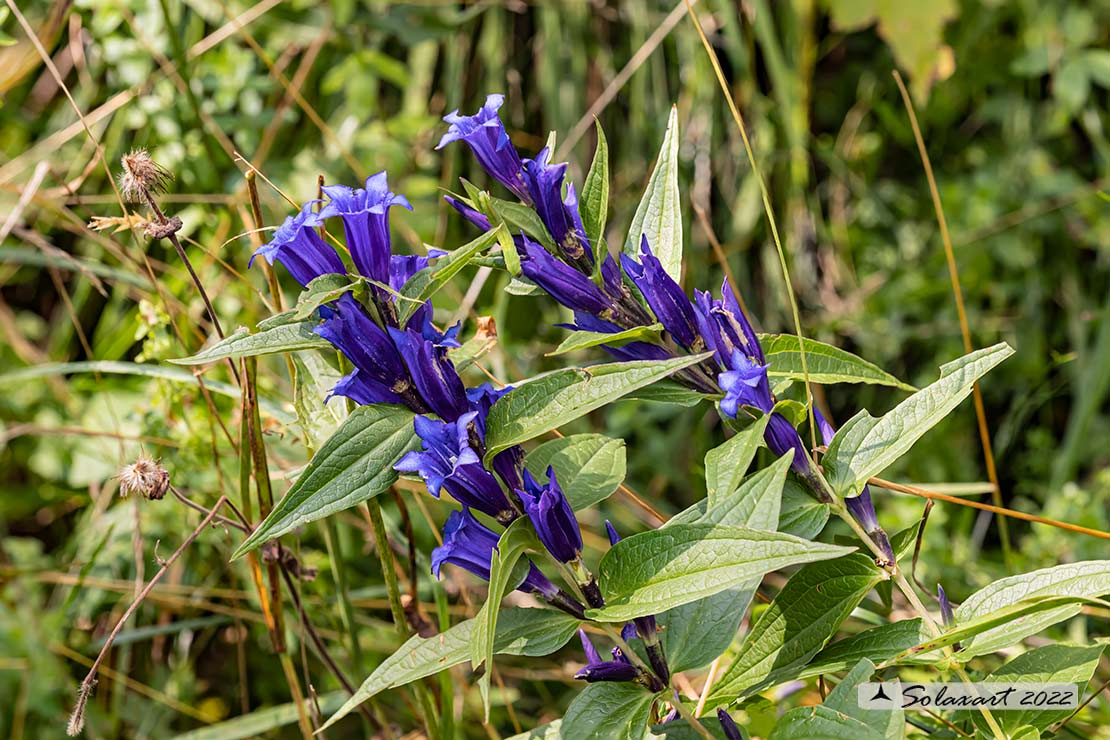 Gentiana asclepiadea - Genziana di Esculapio