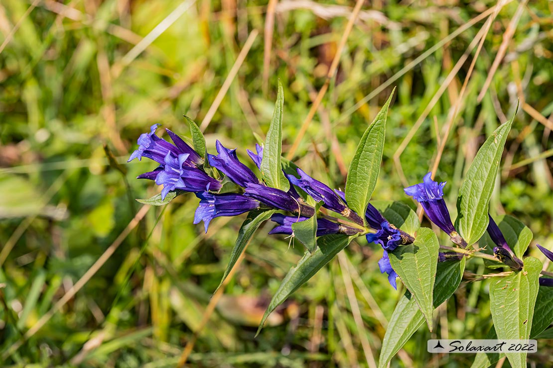 Gentiana asclepiadea - Genziana di Esculapio