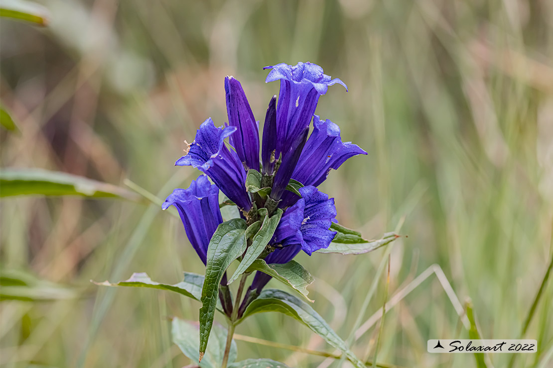 Gentiana asclepiadea - Genziana di Esculapio