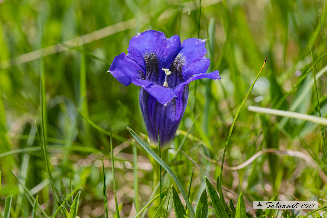 Gentiana clusii - Genziana di Clusius