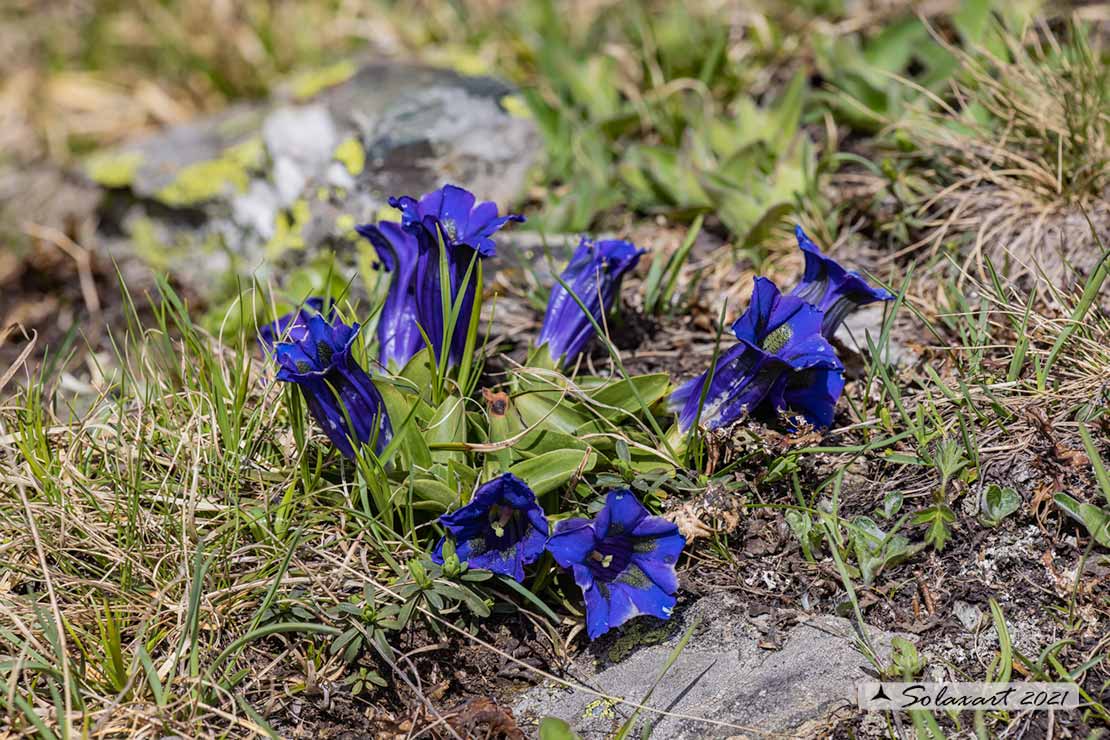 Gentiana clusii - Genziana di Clusius