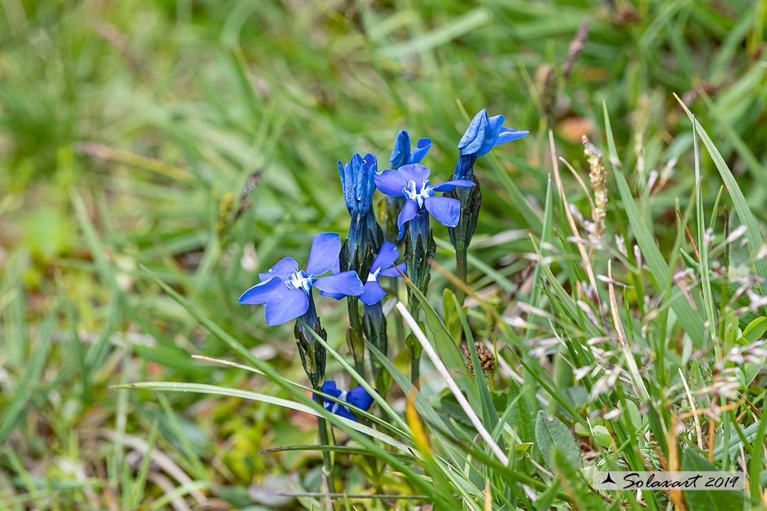 Gentiana nivalis - Genziana delle nevi