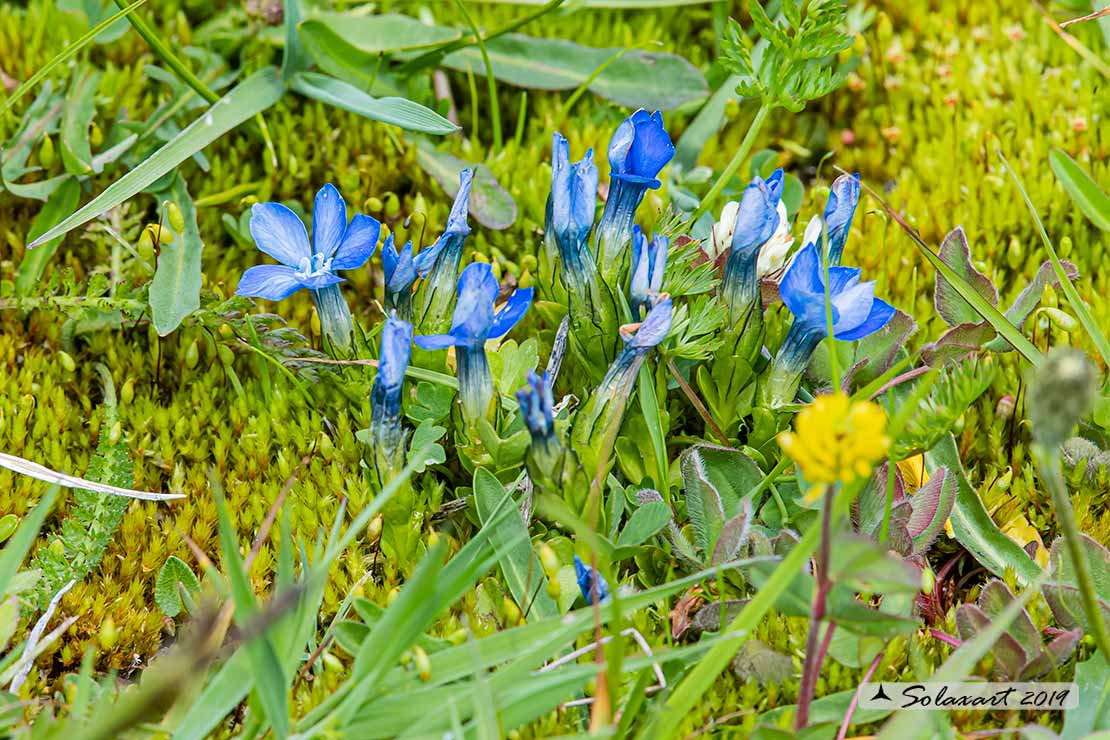 Gentiana nivalis - Genziana delle nevi