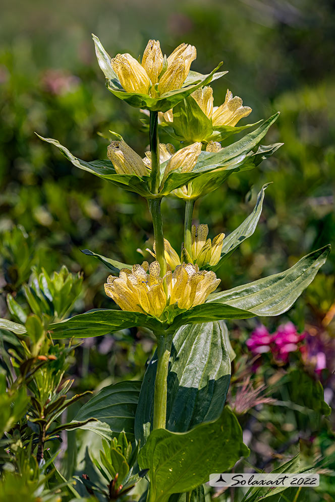 Gentiana punctata - punteggiata