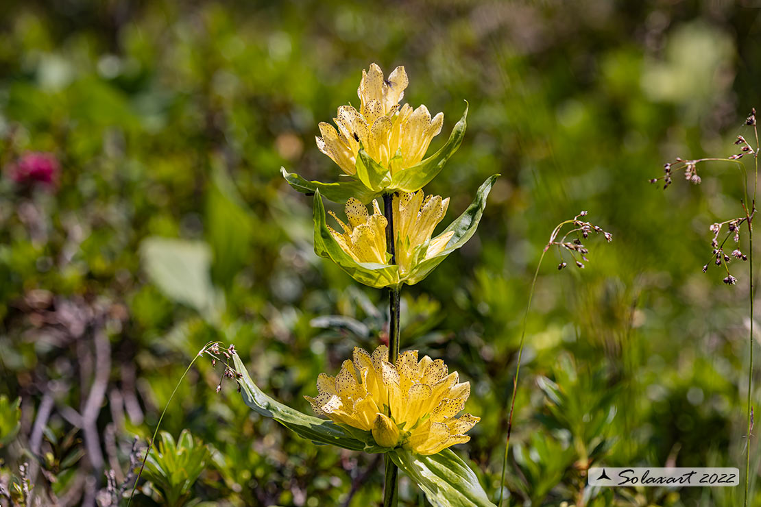 Gentiana punctata - punteggiata