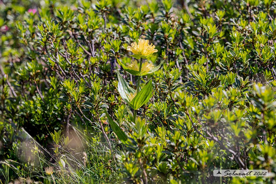 Gentiana punctata - punteggiata