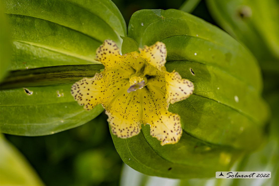 Gentiana punctata - punteggiata