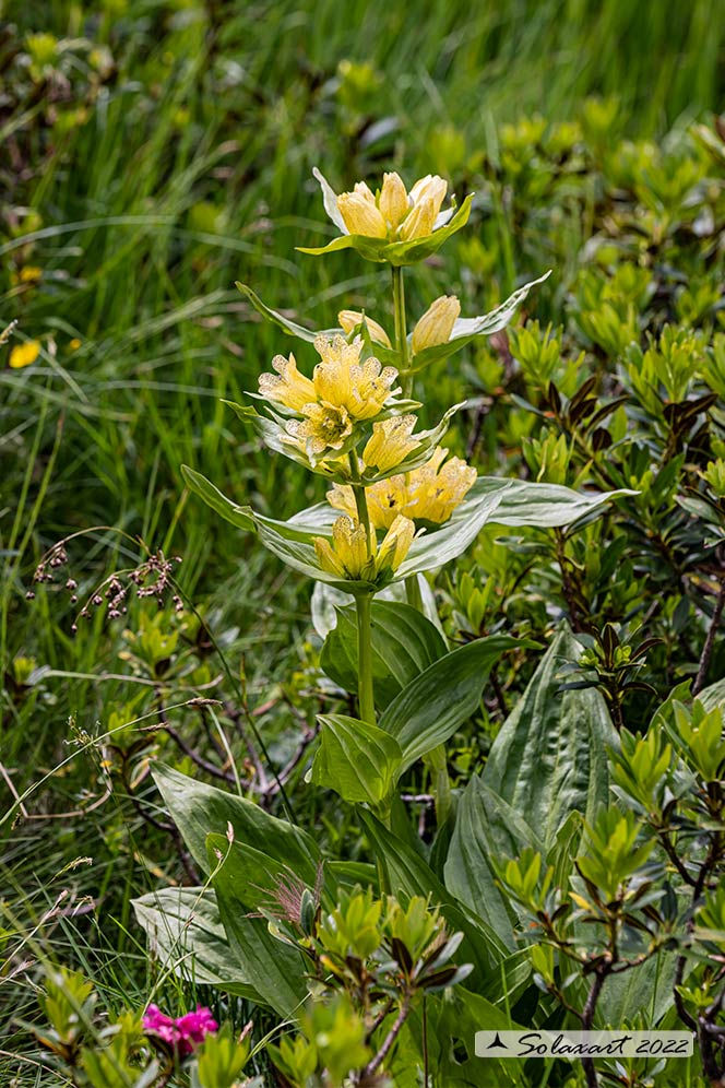 Gentiana punctata - punteggiata