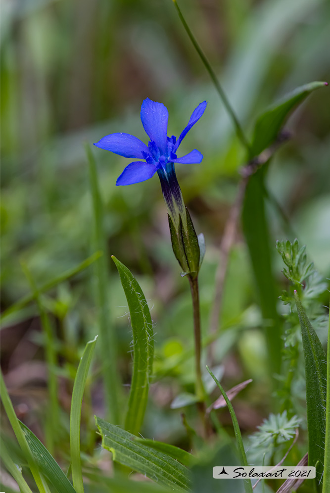 Gentiana rostanii - Genziana di Rostan  