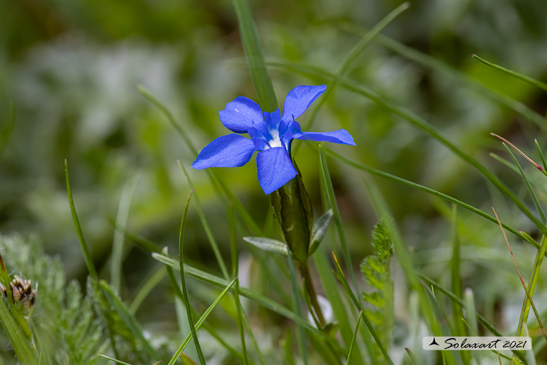 Gentiana verna - Genziana primaticcia