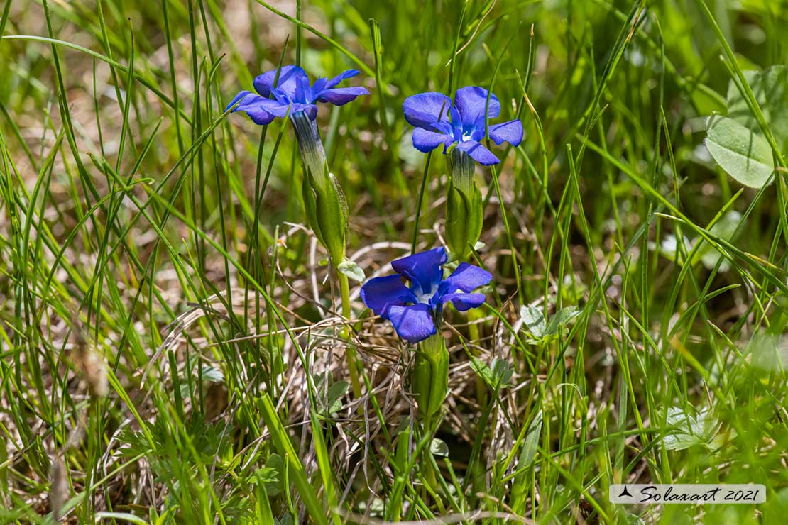 Gentiana verna - Genziana primaticcia