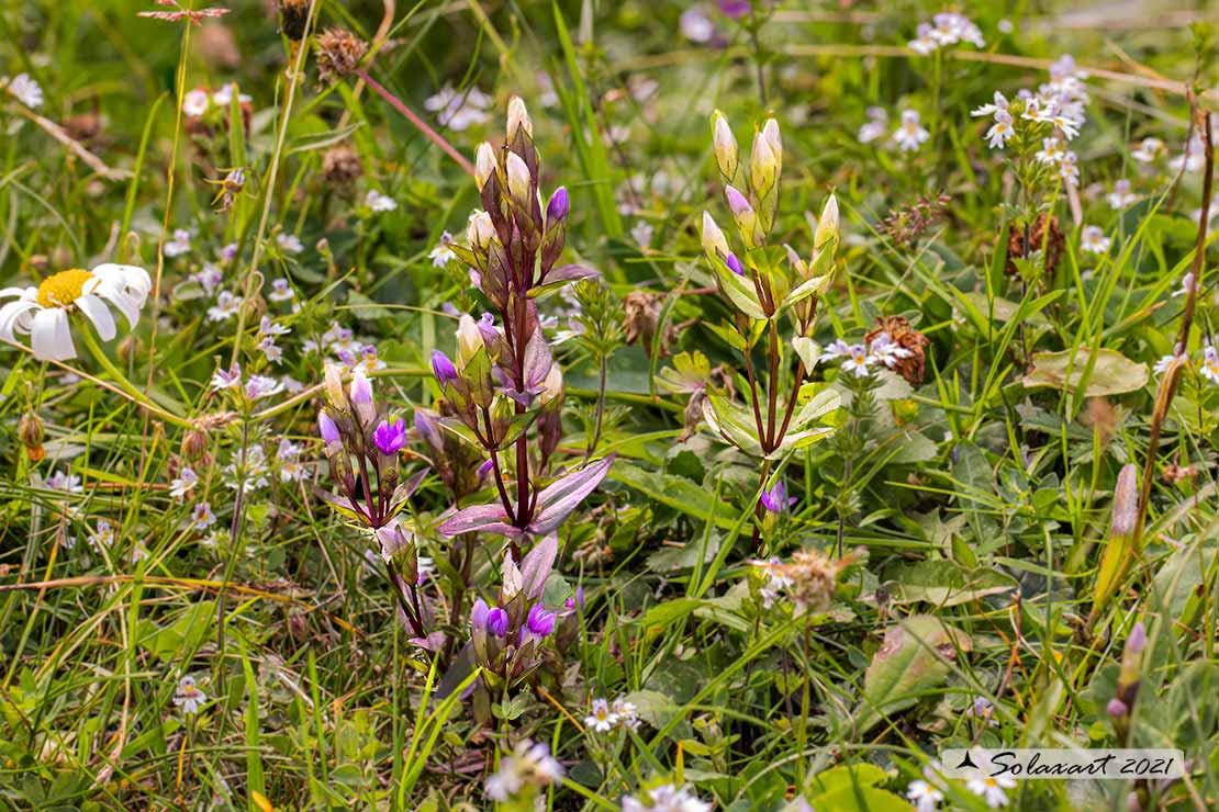 Gentianella anisodonta - Genzianella delle Dolomiti