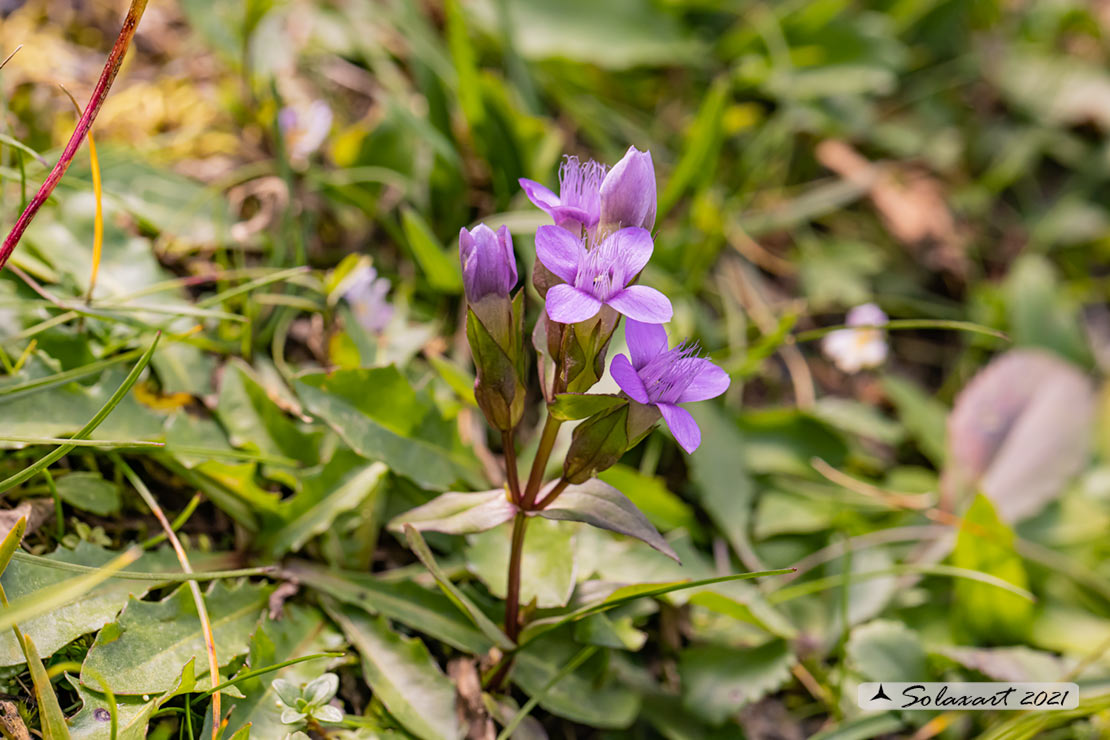 Gentianella anisodonta - Genzianella delle Dolomiti