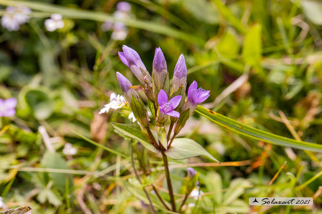 Gentianella anisodonta - Genzianella delle Dolomiti